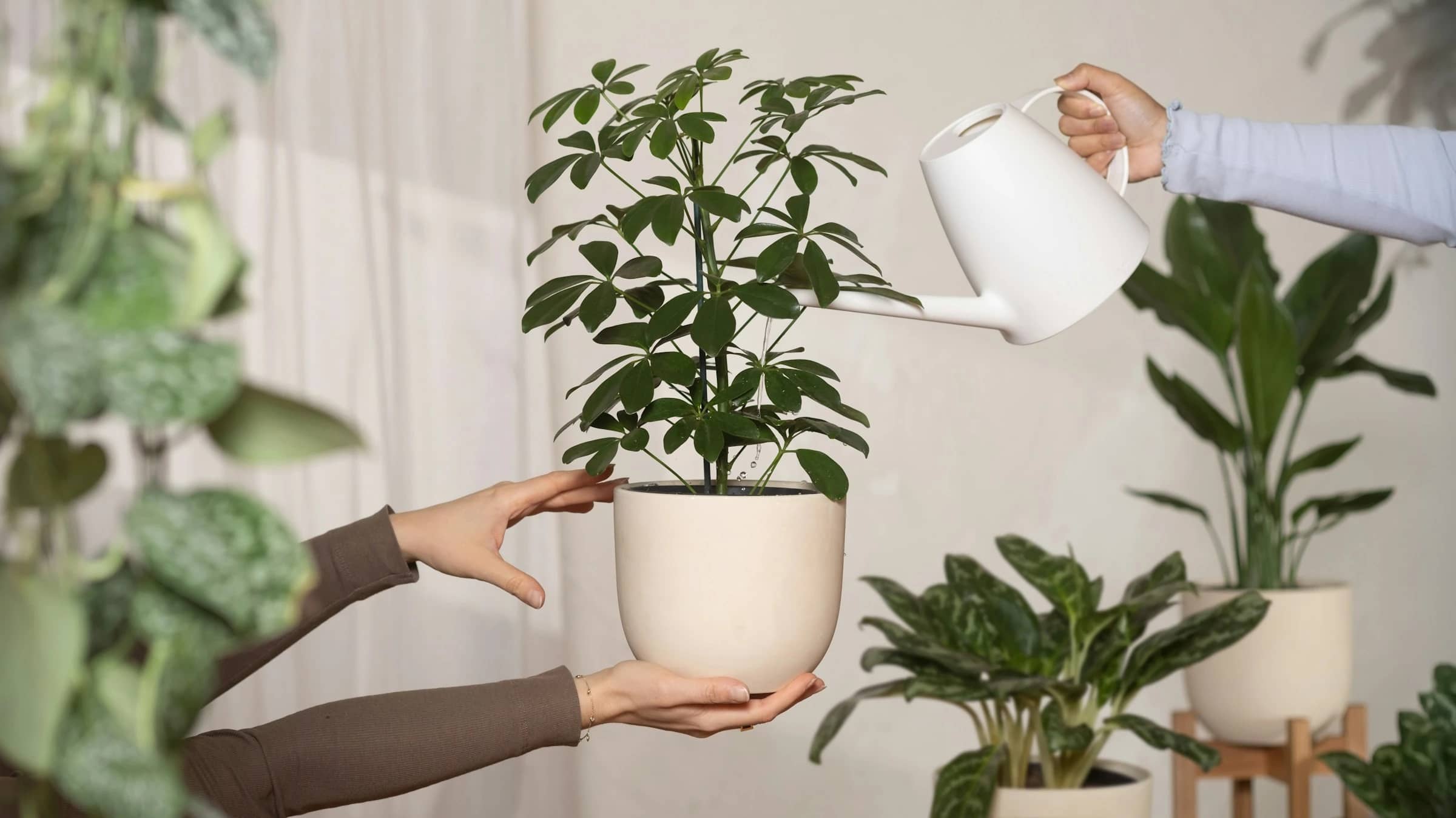 Save Plants Instead of Buying New: Does Planta Help?
